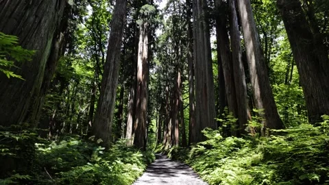 Walking in the Forest Tall and Straight Trees Stock Footage 321289560