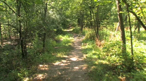Walking on Forest Trail Vidéo 494037