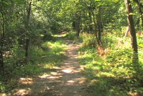 Walking on Forest Trail  Video stock 494203