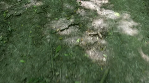 Walking On Forest Trail Stock Footage 51535881