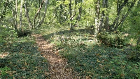 Walking Forest Trail with Green Trees, Leaves and Light Shadows Stock Footage 320730349