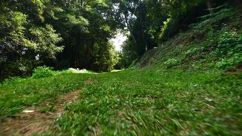 Walking on a forest trail with sun flares. Flying camera above the ground Stock Footage 116562989