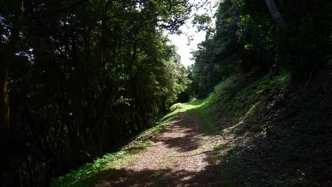 Walking on a forest trail with sun flares. Flying camera above the ground Stock Footage 116563260