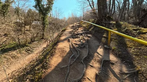 Walking on Forest Trail With Tree Roots on Sunny Autumn Day Vídeos de archivo 330676971
