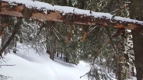 Walking on forest trail in winter Stock-Footage 125685704