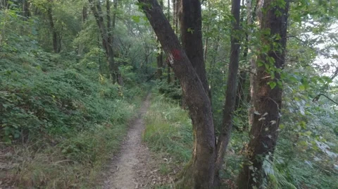 Walking in the forest on a trekking path Vidéo 68318983
