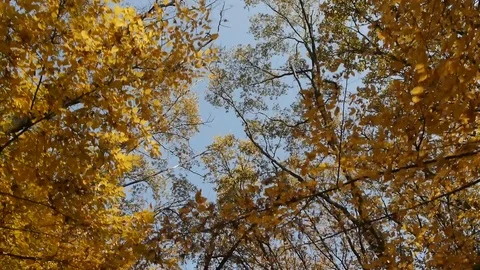 Walking In The Forest Under Autumn Trees Stock Footage 97238824