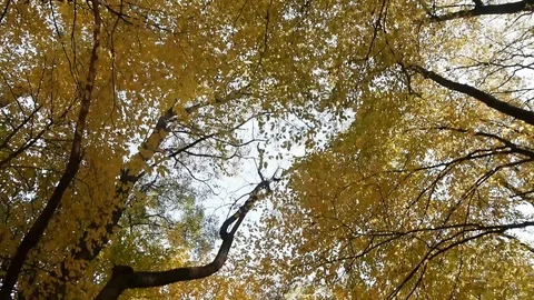 Walking In The Forest Under Autumn Trees Stock Footage 97242042