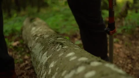 Walking in the forest while observing a log on the ground next to green plant 库存影片 330476785