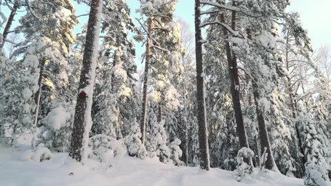 Walking in the forest on a winter day Stock Footage 226922016