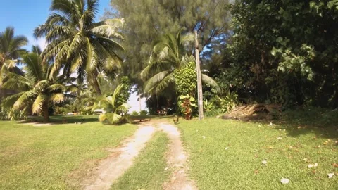 Walking forward along drive way on grass dirt land with wild roosters chickens c Stock Footage 253461625