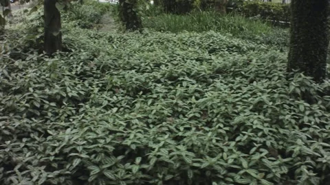 Walking forward along road side view of forest tropical park with various vegeta Stock Footage 236239572