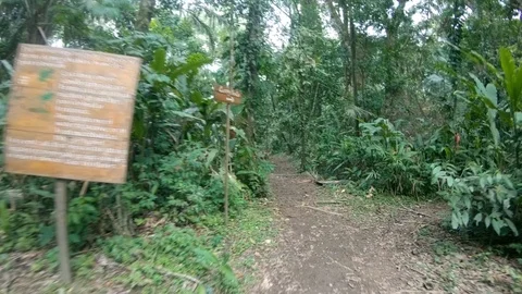Walking forward amazon rain forest jungle Puerto Maldonado Peru Smooth traveling Stock Footage 94088164