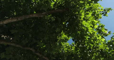 Walking forward below maple trees in summer with blue sky, looking up Stock Footage 132227555