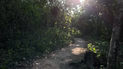 Walking Forward on Dirt Path Through Lush Green Forest with Sun Flare Stock Footage 324772438