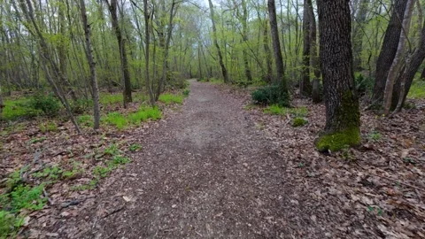 Walking forward on a dirt path through a green spring forest, POV shot 库存影片 333560928