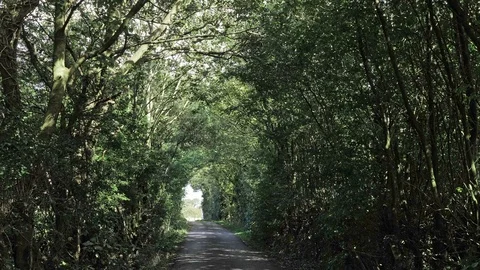 Walking forward down a country lane with trees overhead forming a tunnel canopy Video stock 117348470