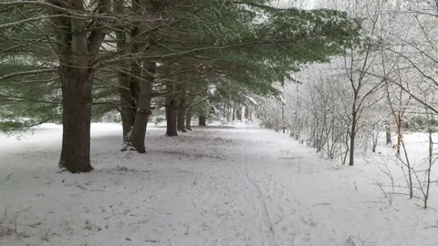 Walking forward down a path lined by fir trees on the left and leafless trees 스톡 동영상 328746222