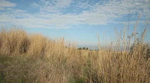Walking forward in dry grass field Stock Footage 10703095