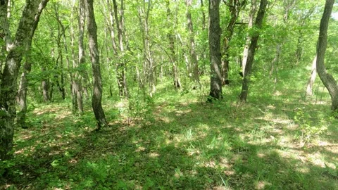 Walking forward in the green forest. Stock Footage 191886865