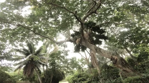 Walking forward look up view in a Jurassic park primitive tropical jungle Stock Footage 233596151