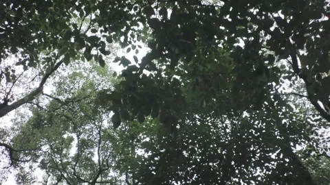 Walking forward movement look up view of tropical tree bushes leaves stems branc Stock Footage 236229544