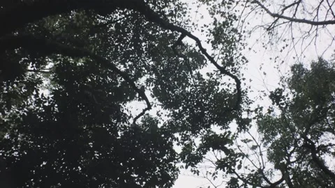 Walking forward movement look up view of tropical tree bushes leaves stems branc Stock Footage 236229583