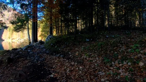 Walking forward moving on forest between trees Video stock 122210472