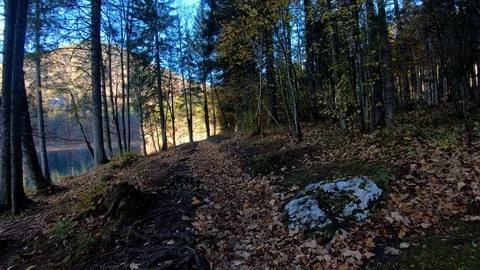 Walking forward moving on forest pathway Stock Footage 122210390