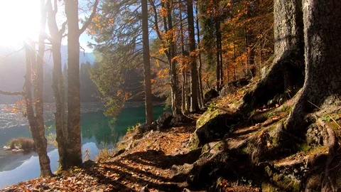 Walking forward moving on forest pathway in autumn season Stock Footage 122210565