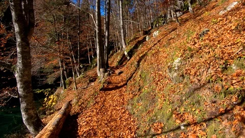 Walking forward moving on forest pathway covered with leaves in autumn season Stock Footage 122210628