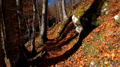 Walking forward moving on forest pathway covered with leaves Stock Footage 122210672