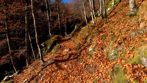 Walking forward moving on forest pathway covered with leaves Stock Footage 122210678