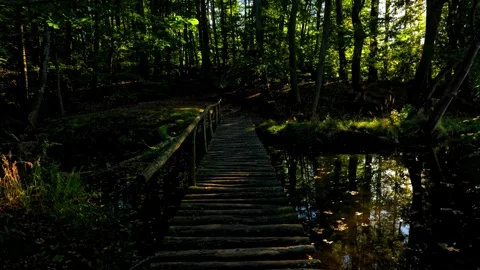 Walking Forward Over Rustic Log Bridge in Sunlit Forest, Lakeside, Poland Stock Footage 346754866