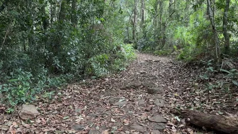 Walking Forward on Rocky Trail in Lush Tropical Rainforest, POV Tracking Shot Stock Footage 324789255