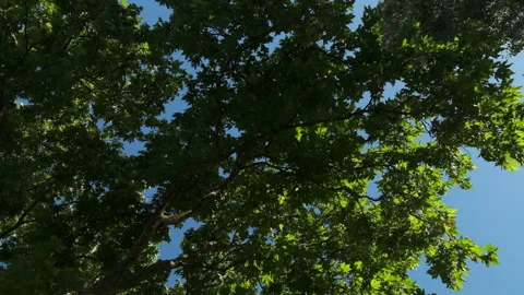 Walking forward slow motion below maple trees in summer with blue sky. Video stock 132226451