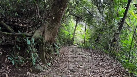 Walking Forward on Stone Path in Dense Tropical Forest, POV Tracking Shot Stock Footage 324783720