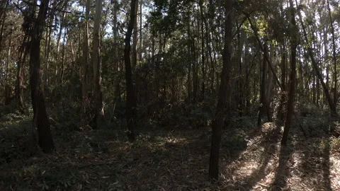 Walking forward through dense trees in the woods in summer, with lens flare Stock Footage 135359394