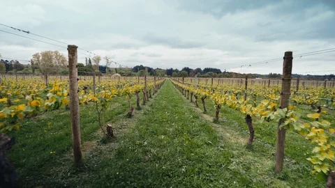 Walking forward through large vineyard cloudy Stock Footage 107918689