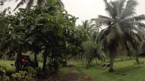 Walking forward view at a dirt backroad in tropical Pacific Cook Islands with ag Stock Footage 235320006