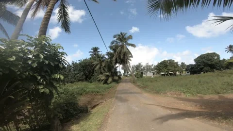 Walking forward view of open field of a pave dirt road with coconut trees  Stock Footage 233605288