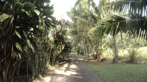 Walking forward view in tropical jungle bushes with coconuts and giant trees Stock-Footage 233673983