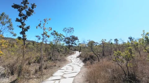 Walking forward on a winding stone path in a sunny savanna Stock Footage 340276568