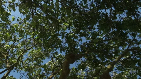 Walking forward in the woods looking up through branches to blue sky Stock Footage 132214630