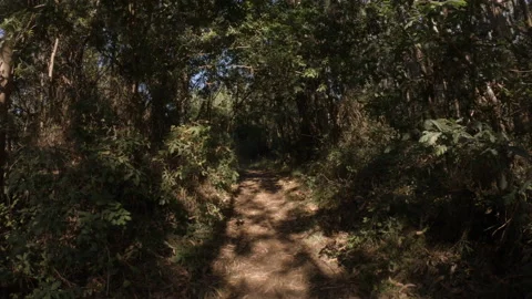 Walking forwards through dark forest surrounded by trees Stock Footage 135369212