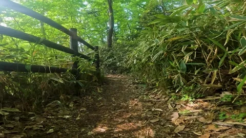 Walking in the fresh green forest Part 2 Stock Footage 242480411