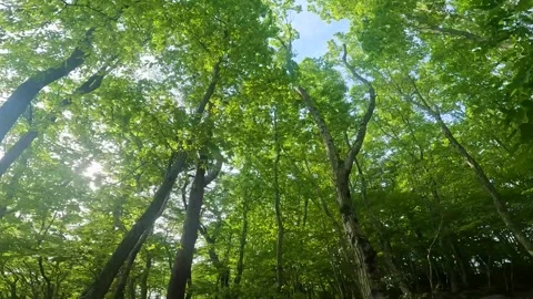 Walking in the fresh green forest Part 3 Stock Footage 242480489