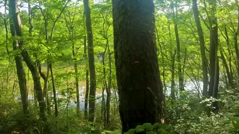 Walking in the fresh green forest Part 4 Stock Footage 242480496