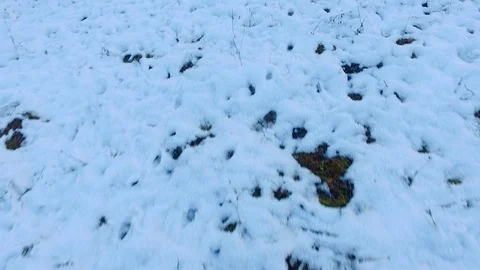 Walking on fresh snow winter time Stock Footage 87288357