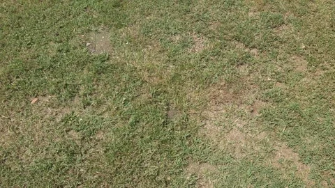 Walking on a freshly cut grass Stock Footage 246591145
